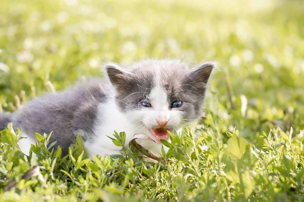 夏天的一天 一只可爱的毛茸茸的灰色小猫躺在绿草里 大自然中的小猫的肖像 — 图库照片