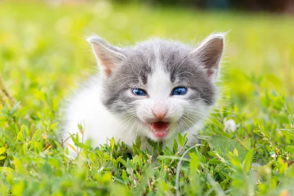 夏の日に緑の芝生の中で少しかわいいふわふわの灰色の子猫 自然の中で子猫の肖像画 — ストック写真