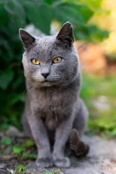 可爱的白色灰色小猫坐在花园里的绿草上 可爱的家养动物肖像 小猫咪在户外放松 — 图库照片