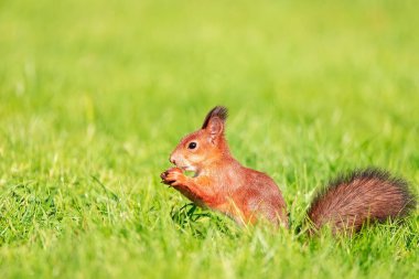 Kırmızı tüylü bir sincap yeşil sulu taze çimlerin üzerinde arka ayakları üzerinde durur. Sarı sonbahar yapraklarıyla ve güneşli havada, yakından bakar. Vahşi hayvan portresi