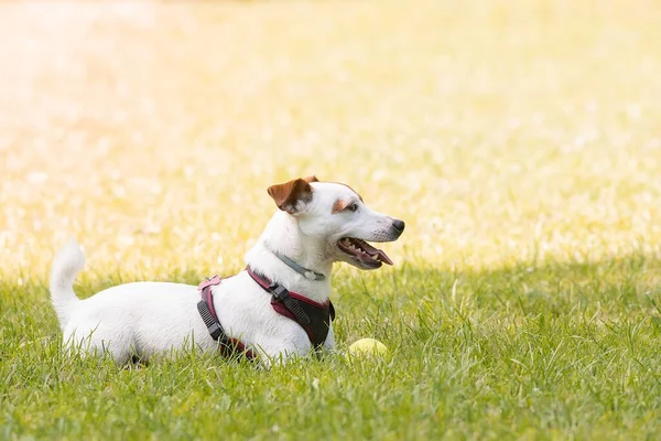 Jack Russell Parktaki Çim Çayırındaki Teriyer Köpeği — Stok fotoğraf