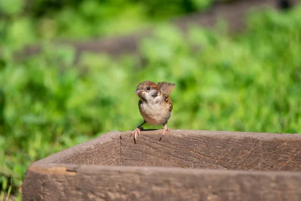 Nahaufnahme Eines Schönen Braunen Sperlings Der Auf Blühenden Baumzweigen Hockt — Stockfoto