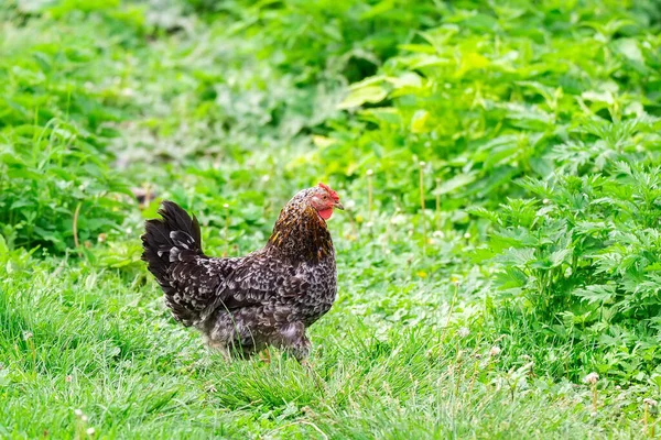 Kurczak Trawie Farmie Kurczak Pomarańczowy Który Jest Spacerze Trawie — Zdjęcie stockowe