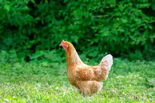 Hühner Gras Auf Einem Bauernhof Orangefarbenes Hühnerhuhn Das Auf Dem — Stockfoto