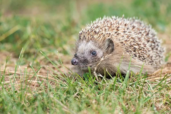 Igel Wissenschaftlicher Name Erinaceus Europaeus Aus Nächster Nähe Von Einem — Stockfoto