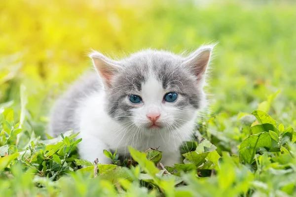 Bir yaz günü yeşil çimlerde küçük sevimli tüylü gri kedi yavrusu. Doğada bir kedi portresi.