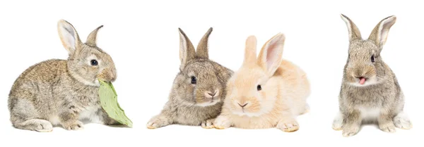 Schattig Rood Grijs Paashaas Konijn Geïsoleerd Witte Achtergrond — Stockfoto