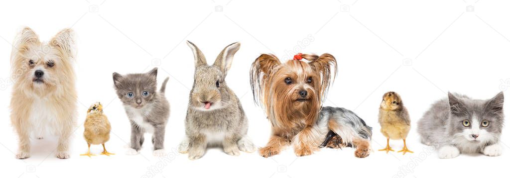 Group of domestic animals and birds. Isolated on white background