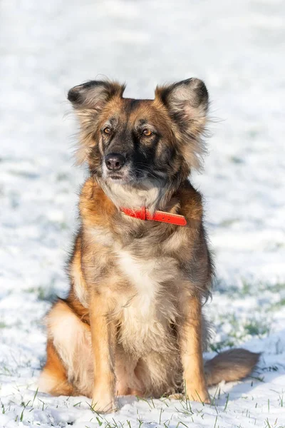 Een Portret Van Een Grote Gemengde Zwerfhond Sheepdog Taras Aan — Stockfoto