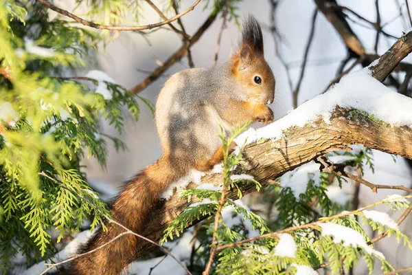 Cute Funny Bushy Tailed Eurasian Red Squirrel Sitting Tree Branch — Stock Photo, Image