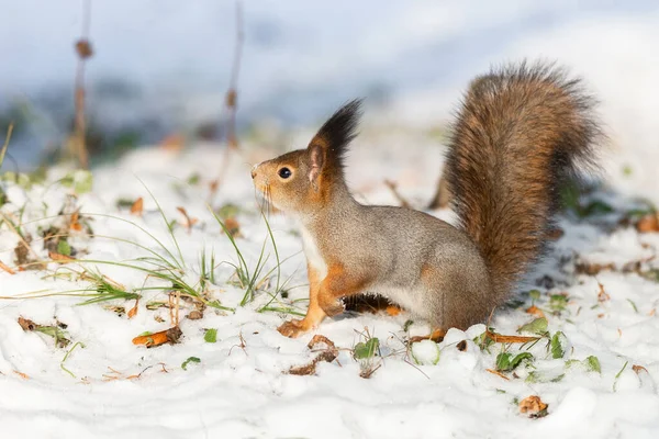 Cute Red Squirrel Sitting Snow Covered Snowflakes Winter England Animals — Stock Photo, Image