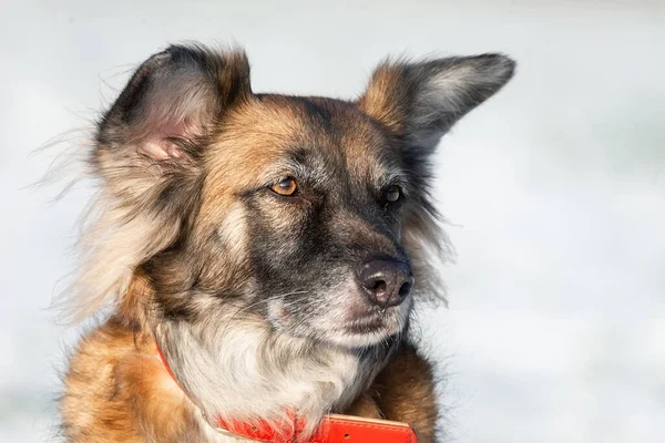 Retrato Grande Mestiço Cão Vadio Taras Sheepdog Fora Para Lado — Fotografia de Stock