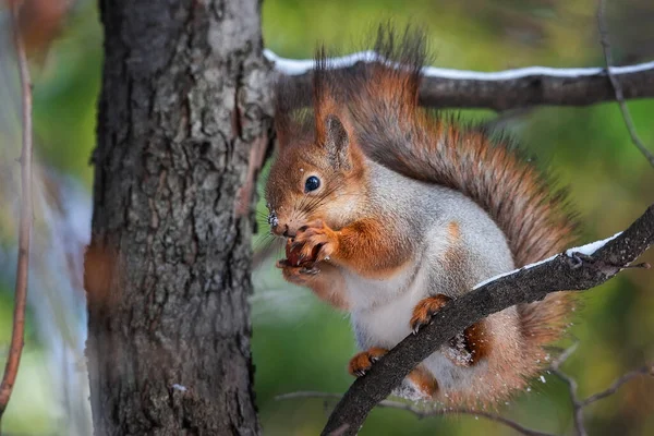 Niedliche Lustige Buschige Schwanz Eurasischen Roten Eichhörnchen Sitzt Auf Einem — Stockfoto