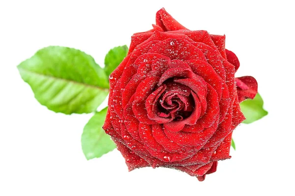 Einzelne Schöne Rote Rose Isoliert Auf Weißem Hintergrund — Stockfoto