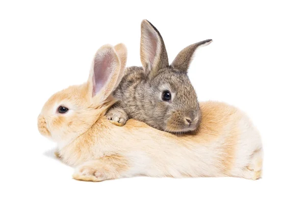 Schattig Baby Grijs Konijn Zit Geïsoleerd Witte Achtergrond Mooie Actie — Stockfoto