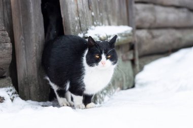 Yumuşak, parlak kedi yavrusu kışın karda oturur ve kameraya bakar.