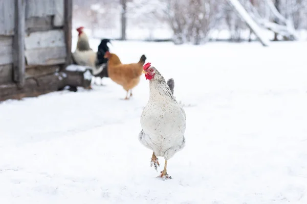 Freilandhühner Futtern Während Winter Leichter Schnee Fällt — Stockfoto
