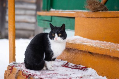 Yumuşak, parlak kedi yavrusu kışın karda oturur ve kameraya bakar.