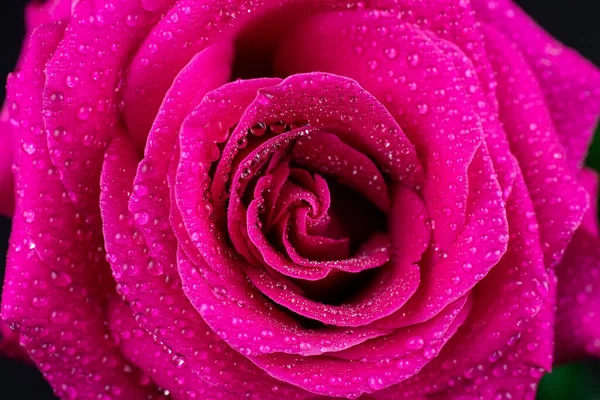 Φυσικό Φόντο Κόκκινα Τριαντάφυλλα Πολύχρωμο Φόντο Τριανταφυλλιά — Φωτογραφία Αρχείου