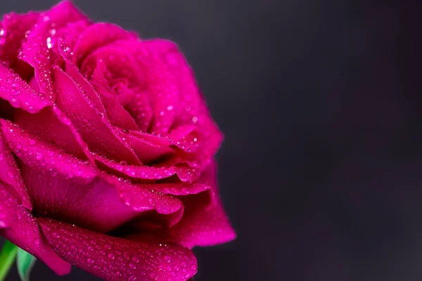 Fundo Rosas Vermelhas Naturais Colorido Rosa Parede Fundo — Fotografia de Stock