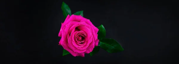 Fundo Rosas Vermelhas Naturais Colorido Rosa Parede Fundo — Fotografia de Stock