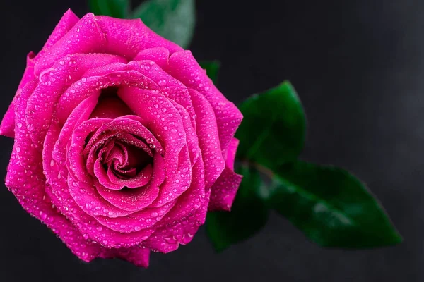 Fundo Rosas Vermelhas Naturais Colorido Rosa Parede Fundo — Fotografia de Stock