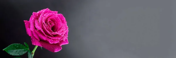 Fondo Rosas Rojas Naturales Fondo Colorido Pared Rosa — Foto de Stock