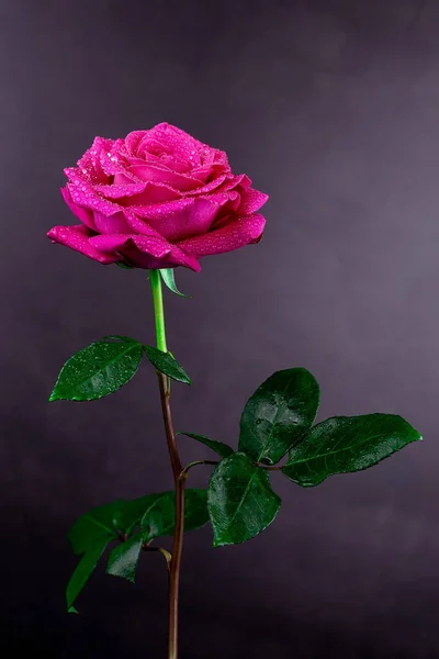 Fundo Rosas Vermelhas Naturais Colorido Rosa Parede Fundo — Fotografia de Stock