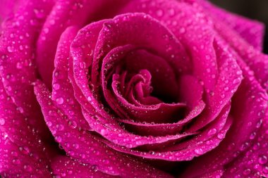 Doğal kırmızı gül arka planı. Renkli gül duvar arkaplanı.