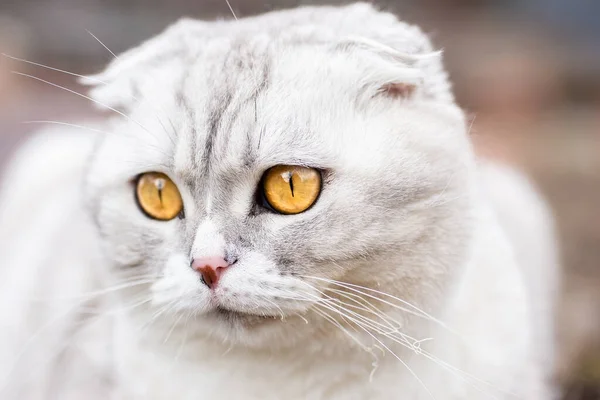 Bahçedeki Yeşil Çimlerin Üzerinde Oturan Sevimli Beyaz Kedi Yavrusu Evcil — Stok fotoğraf