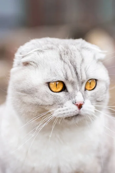 Hermoso Gatito Gris Blanco Sentado Una Hierba Verde Jardín Lindo —  Fotos de Stock