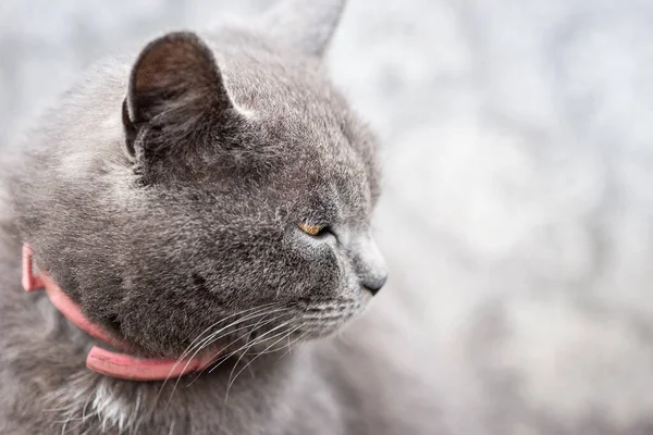 Little Cute Fluffy Gray Kitten Green Grass Summer Day Portrait — Stock Photo, Image