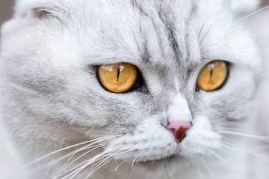 Bahçedeki yeşil çimlerin üzerinde oturan sevimli beyaz kedi yavrusu. Evcil hayvan portresi güzelmiş. Kitty dışarıda rahatladı.