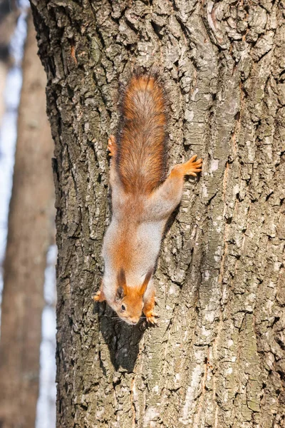 Söt Rolig Buskig Svans Eurasiska Röd Ekorre Sitter Ett Träd — Stockfoto