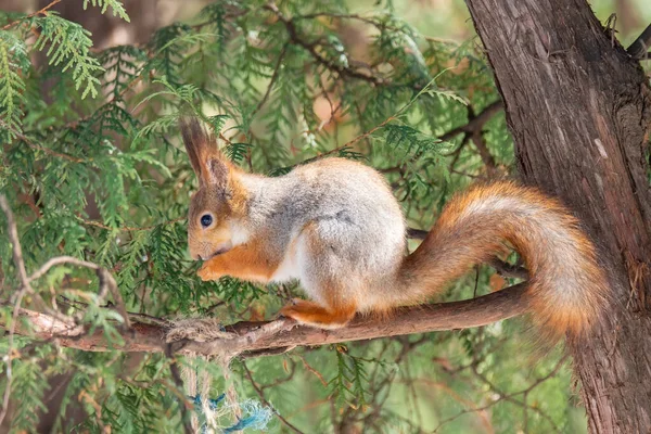 かわいい赤いリス 科学的なハゲワシ コピースペースのある緑の春の森の中でナッツを食べています 自然の中で長い耳とふわふわの尾の給餌と素敵な野生動物 — ストック写真