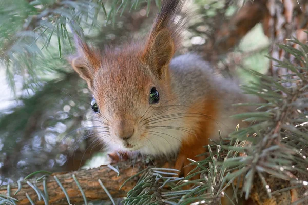 Linda Ardilla Roja Sciurus Vulgaris Comiendo Una Nuez Bosque Primavera — Foto de Stock