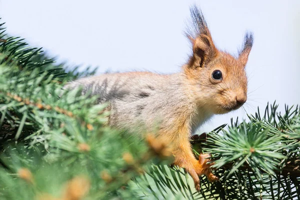 Carino Scoiattolo Rosso Sciurus Vulgaris Mangiare Una Noce Nel Verde — Foto Stock