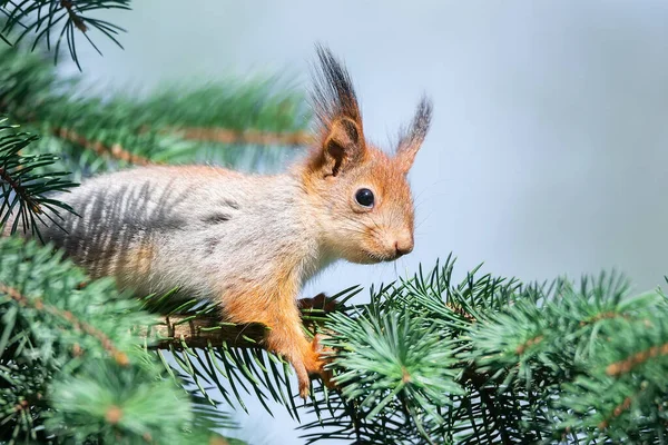 Carino Scoiattolo Rosso Sciurus Vulgaris Mangiare Una Noce Nel Verde — Foto Stock