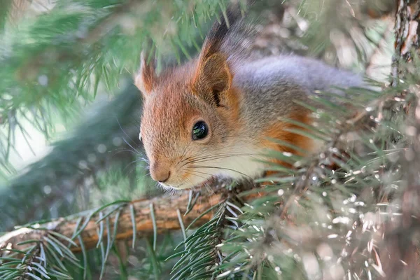 Cute Red Squirrel Sciurus Vulgaris Eating Nut Green Spring Forest — Stock Photo, Image