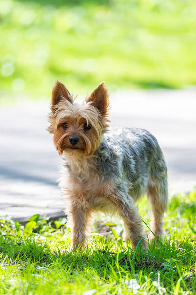 A dog toy terrier on the grass in the Park, against the backdrop of summer. Place for text