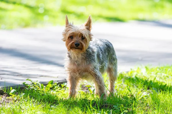 Hund Leksak Terrier Gräset Parken Mot Bakgrund Sommaren Ort För — Stockfoto