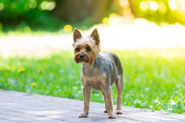 Söt Yorkshire Terrier Dog Spelar Gården — Stockfoto