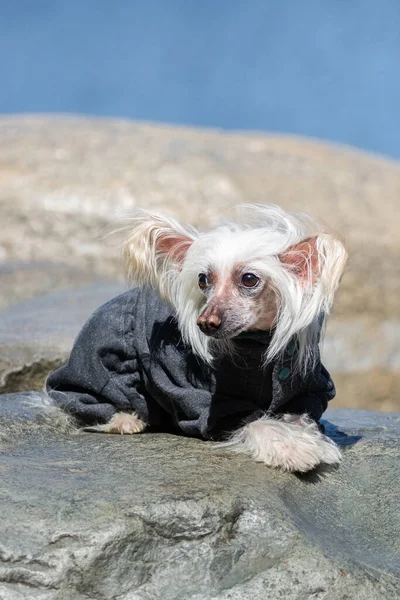 Portret Niesamowitego Chińskiego Psa Czubata Lecie — Zdjęcie stockowe