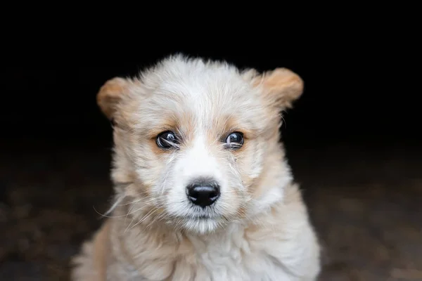 Een Kleine Lieve Puppy Een Bastaard Jongen Deze Foto Die — Stockfoto