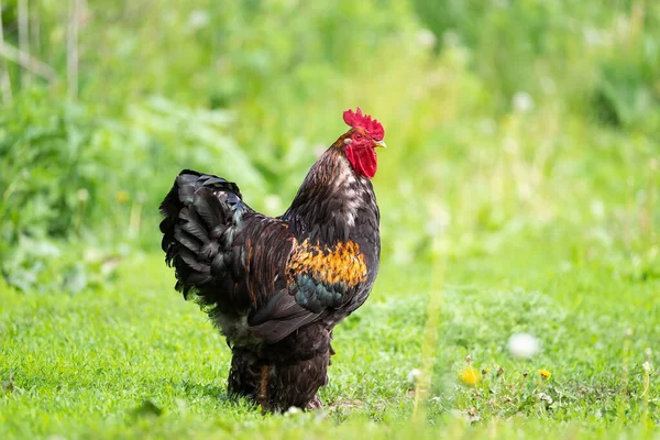 Mooie Rode Pik Groen Gras Rustieke Natuur Boerderij — Stockfoto