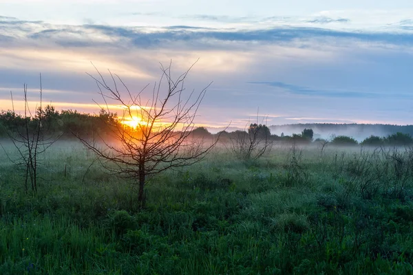 Noite Tranquila Campo Início Primavera Grama Verde Brilhante Nevoeiro Manhã — Fotografia de Stock