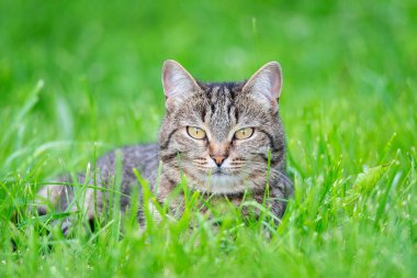 Bahçedeki yeşil çimlerin üzerinde oturan sevimli beyaz kedi yavrusu. Evcil hayvan portresi güzelmiş. Kitty dışarıda rahatladı.