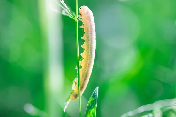 林地用白桦树喂食的一种美丽的金雀花毛虫 Cimbex Femoratus — 图库照片