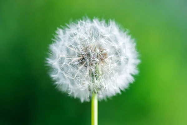 Paardenbloem Een Groene Zonnige Weide Zonlicht — Stockfoto