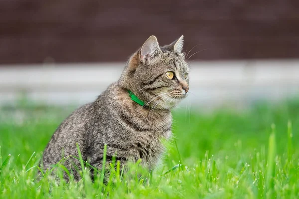 Härlig Vit Grå Kattunge Sitter Ett Grönt Gräs Trädgården Söt — Stockfoto